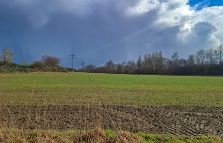 Porta Westfalica: Ausgangszustand der Fläche – Detailaufnahme (Vennebeck)